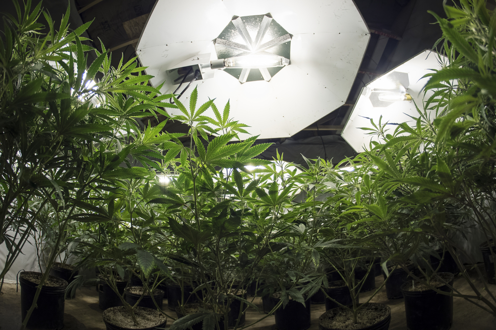 How to grow weed indoors